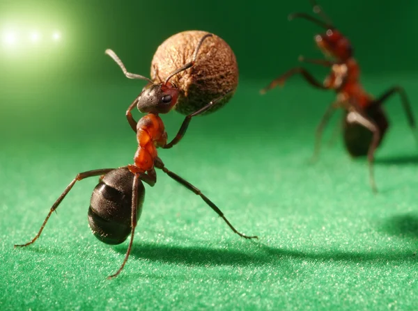 Μυρμήγκια βράδυ ποδόσφαιρο — Φωτογραφία Αρχείου