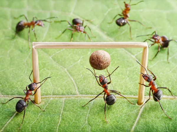 Obiettivo, le formiche giocano a calcio Fotografia Stock