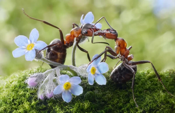 Formigas beijando em flores (realmente alimentando ) — Fotografia de Stock