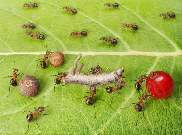 Dividindo o tráfego de linha e carga em formigas caminho de trabalho em formigueiro, trabalho em equipe — Fotografia de Stock
