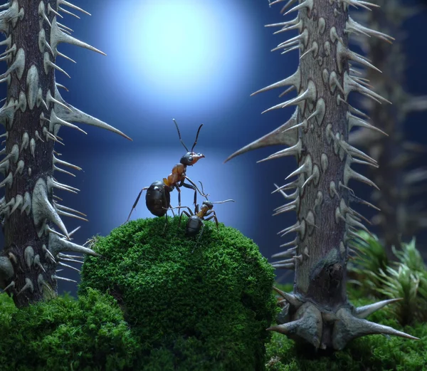 mother, don't leave me here! ant tales, thriller