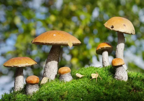 Two families of mushrooms meeting in the forest, fantasy — Stock Image Two families of mushrooms meeting in the forest, fantasy Royalty Free Stock Photos