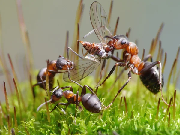 Hormigas comer mosca — Foto de Stock