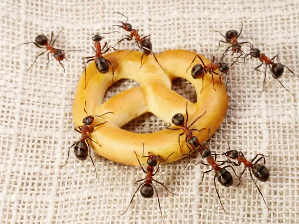 Ameisen lösen Problem des Kuchentransports, Teamarbeit — Stockfoto