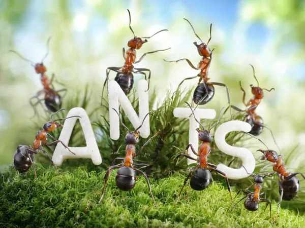 Wij zijn de mieren. ant verhalen Stockafbeelding