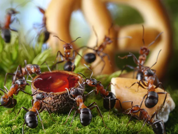 Banquet en fourmilière avec miel et gâteau, contes de fourmis Image En Vente