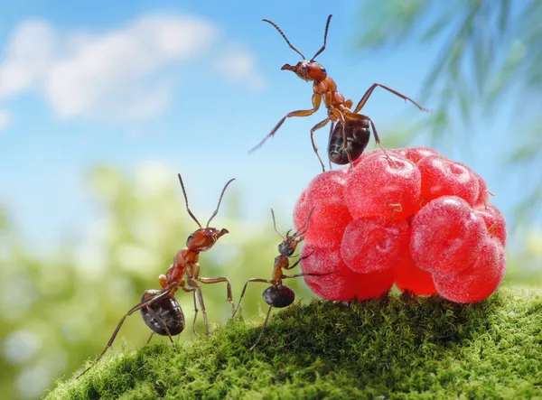 糖果是不健康的儿童 ！蚂蚁的故事 图库图片