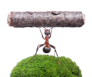 worker ant holding log, isolated on white clipart