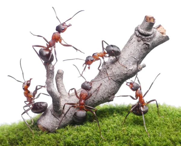 Fourmis abattre vieil arbre, travail d'équipe isolé sur blanc Image En Vente