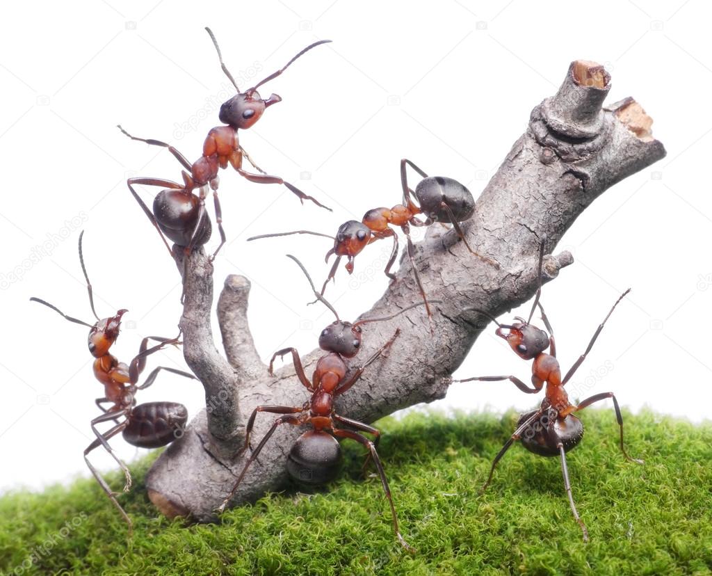 ants bring down old tree, teamwork isolated on white
