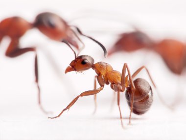 küçük karınca formica rufa ve arka plan, büyük olanlar