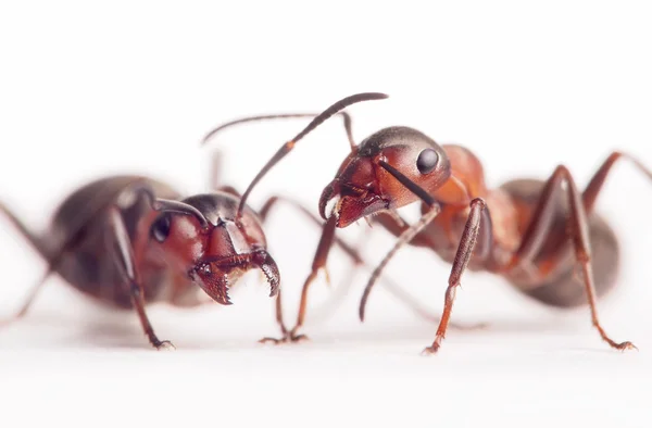 Each ant has very individual character and image — Stock Photo, Image