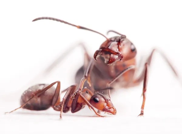 Dominants aînés obligent les jeunes fourmis à se soumettre Images De Stock Libres De Droits