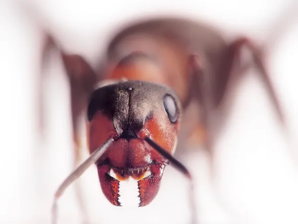 Ant formica rufa face-to-face Rechtenvrije Stockafbeeldingen