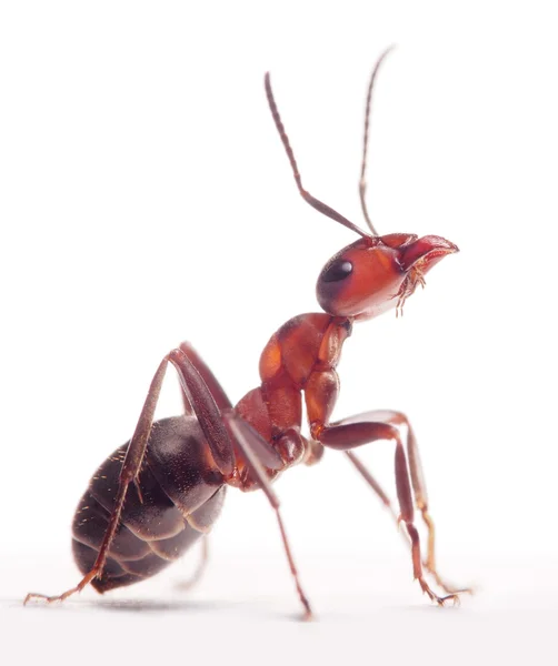 Περήφανοι μυρμήγκι formica rufa Εικόνα Αρχείου