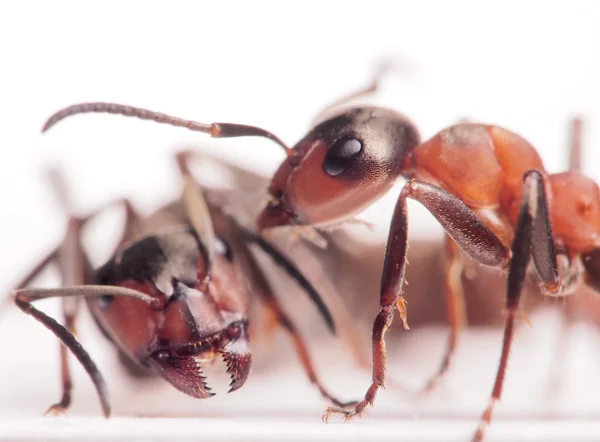 Μυρμήγκια formica rufa σύγκρουση Royalty Free Φωτογραφίες Αρχείου