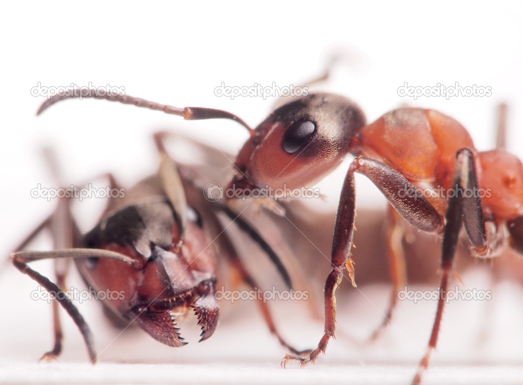 ants formica rufa conflict