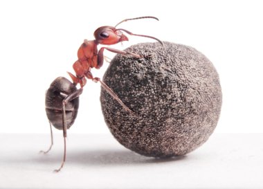 Ant ağır taş rulo