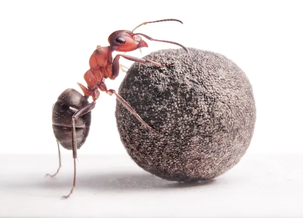 Ant rolls heavy stone — Stock Photo, Image