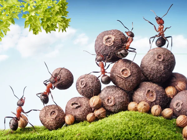 Karıncalar tohum stok, takım çalışması toplama takım