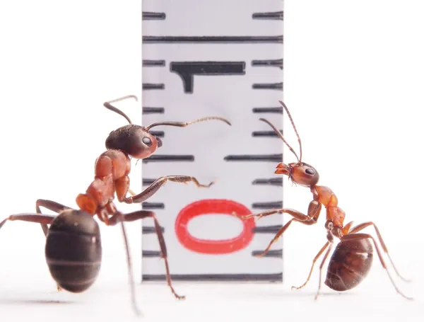 Velikost oblasti, mravence formica rufa a centimetr Stock Snímky