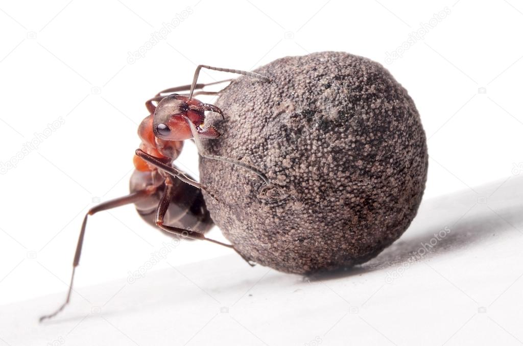 ant fights with heavy stone