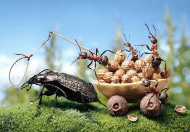 ants harnessing the bug, ant tales clipart