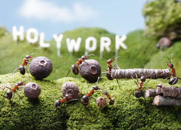 Holywork colinas, trabalho em equipe, Contos de formigas — Fotografia de Stock