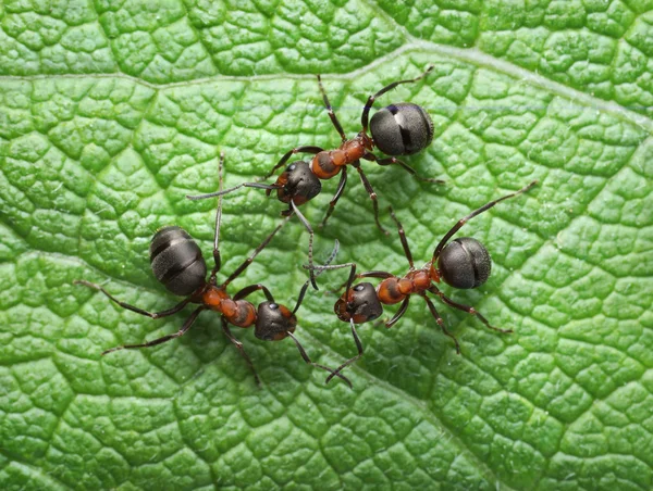 Rote Ameisen Verbindung mit Antennen — Stockfoto