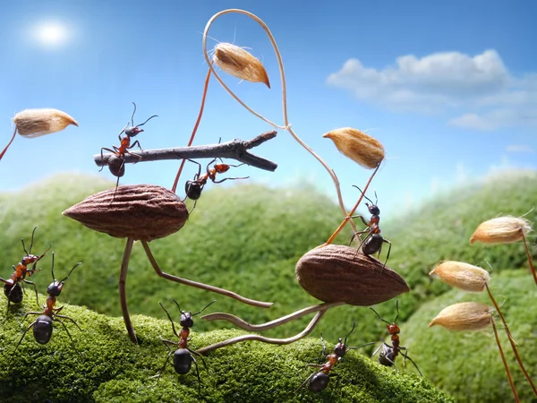 Tournament ants on birds, ant tales — Stock Photo, Image