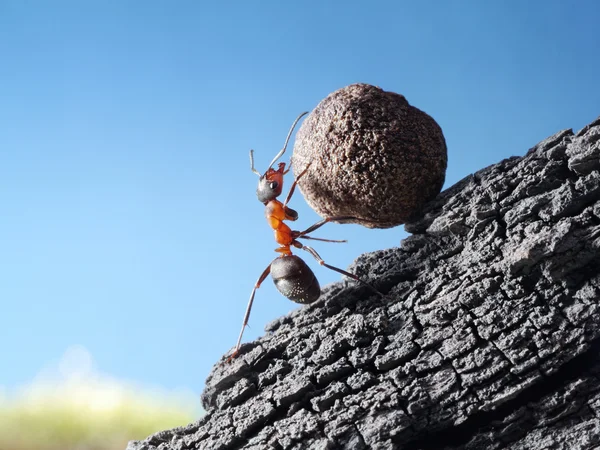 Formiga vermelha rola pedra subida — Fotografia de Stock