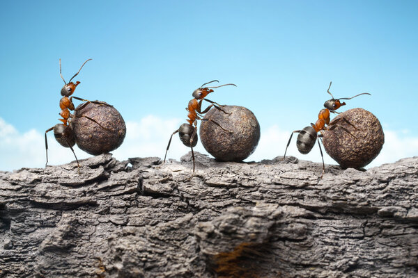 team of ants rolling stones on rock, teamwork