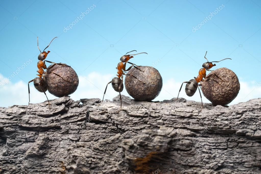 蚂蚁扛巨石图片图片