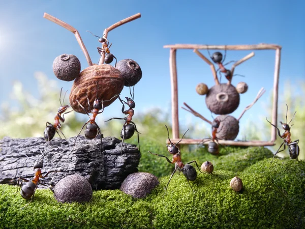 Ants sculptors, ant tales — Stock Photo, Image