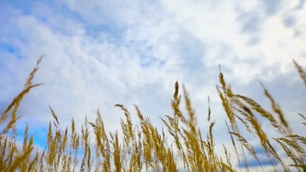 Steppe sèche roseaux contre le ciel — Video