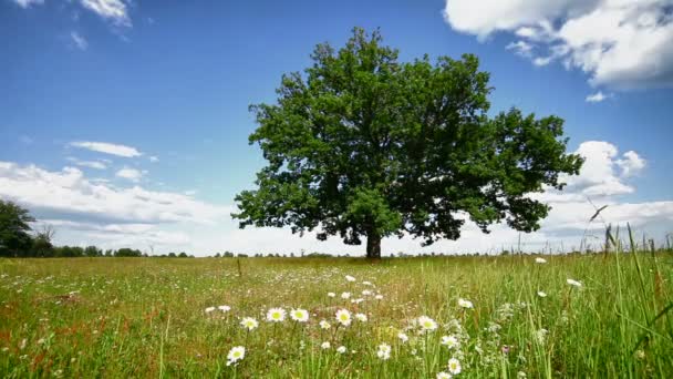 Oak tree on a meadow