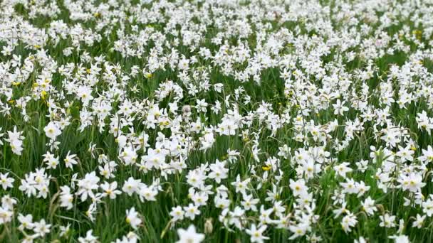 Wild white daffodils — Stock Video