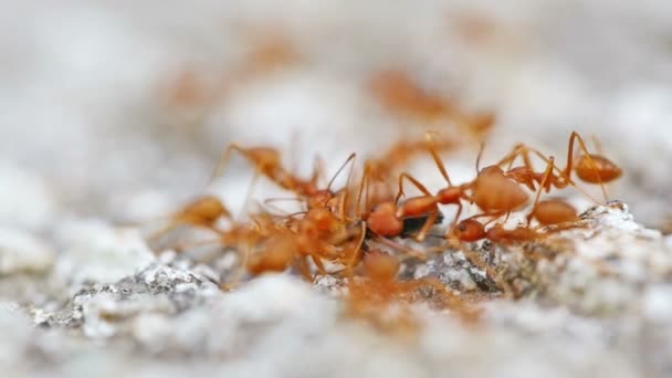 Hormigas tejedoras rojas (Oecophylla smaragdina) comiendo escarabajo de cerca — Vídeo de stock