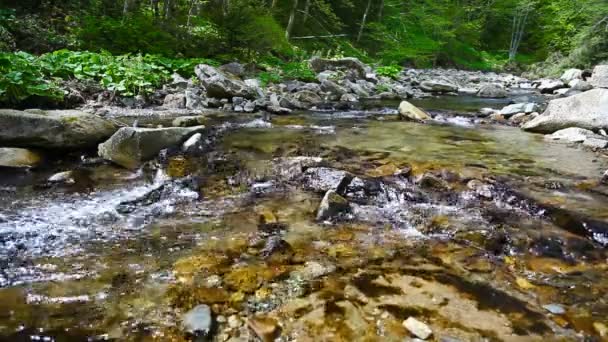 1920x1080 hidef, hdv - Small forest river — Stock Video