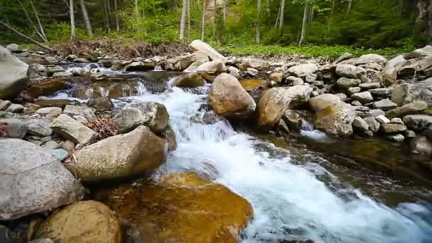 1920x1080 hidef, hdv - Ruisseau forestier - panoramique — Video