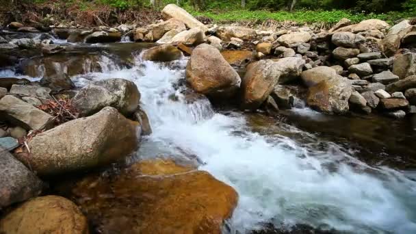 1920x1080 hidef, hdv - Mountain forest stream — Stock Video