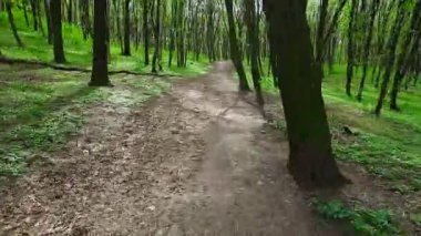 1920 x 1080 - orman bisikleti - ilk kişi görünümü