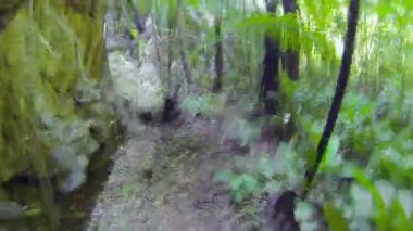 1920 x 1080 video - tropik yağmur ormanı içinde çalışan