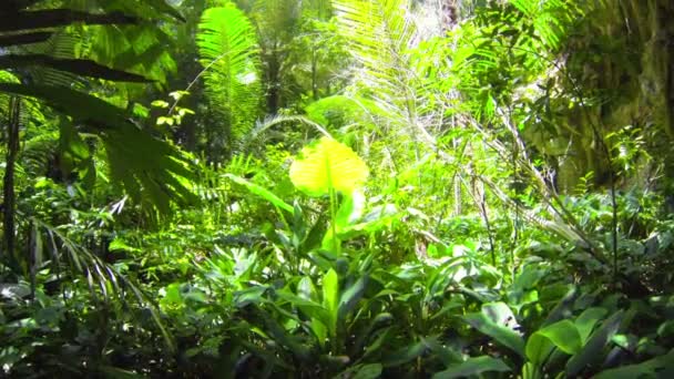 1920x1080 video - Tropical green rain forest jungle — Stock Video