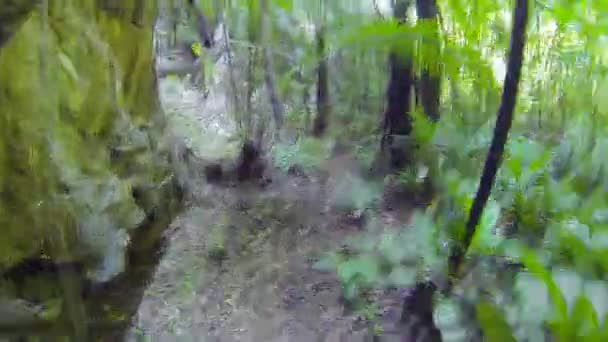 Vidéo 1920x1080 - Courir dans la forêt tropicale humide 