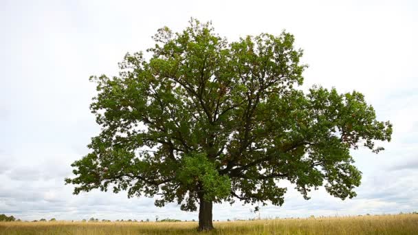 1920x1080 video - One big old oak tree — Stock Video