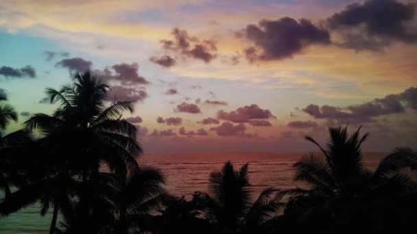 Evening timelapse - palm tree on background of tropical ocean — Stock Video