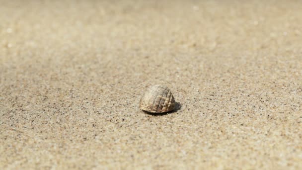Μικρό καρκίνος ερημίτης για το closeup της άμμου — Αρχείο Βίντεο