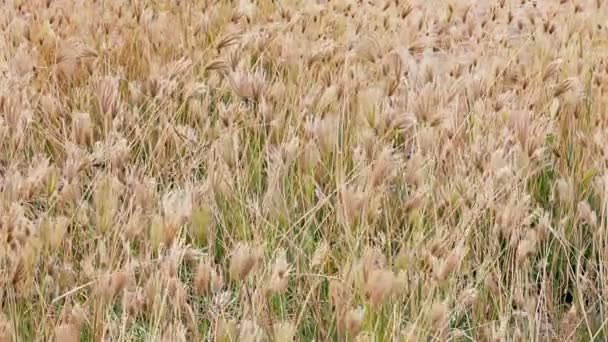 Herbe sèche de prairie avec des graines se balançant dans le vent — Video