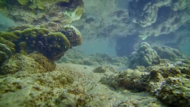 Peces pequeños en el mar de Andamán en la marea baja — Vídeo de stock
